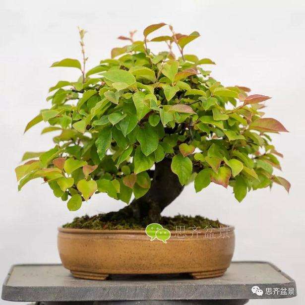 三角枫盆景怎么摘叶的方法