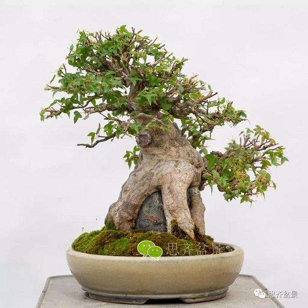 三角枫盆景怎么摘叶的方法