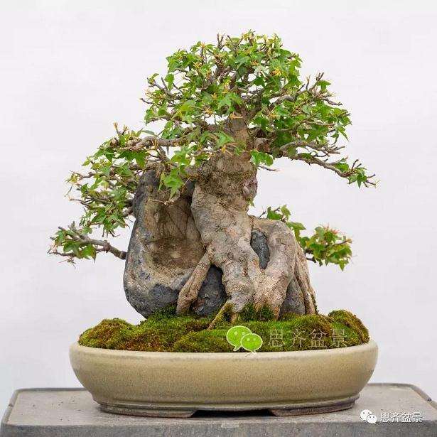 三角枫盆景怎么摘叶的方法