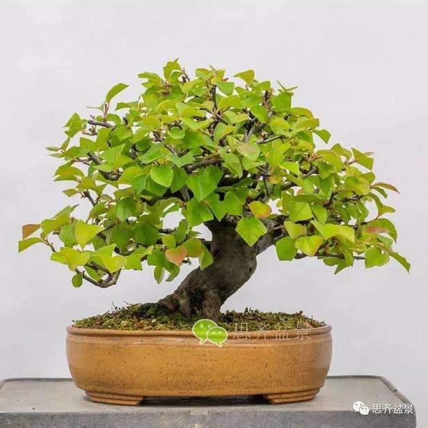 三角枫盆景怎么摘叶的方法