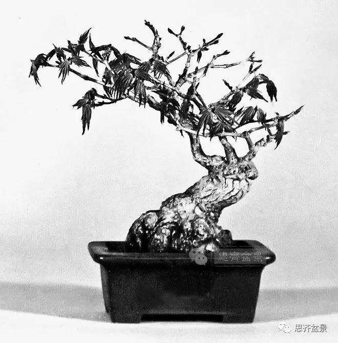 图解 日本红枫盆景养了120年