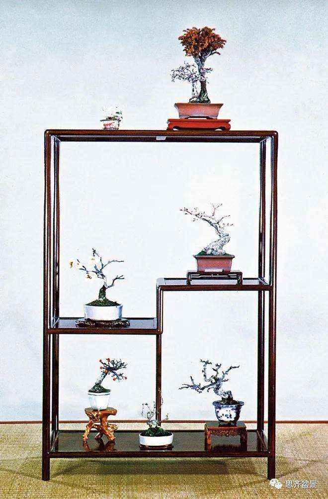 图解 日本红枫盆景养了120年