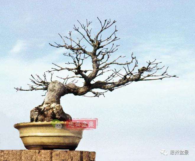 图解 日本红枫盆景养了120年