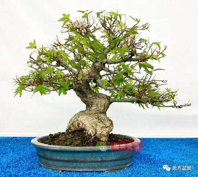 图解 日本红枫盆景养了120年