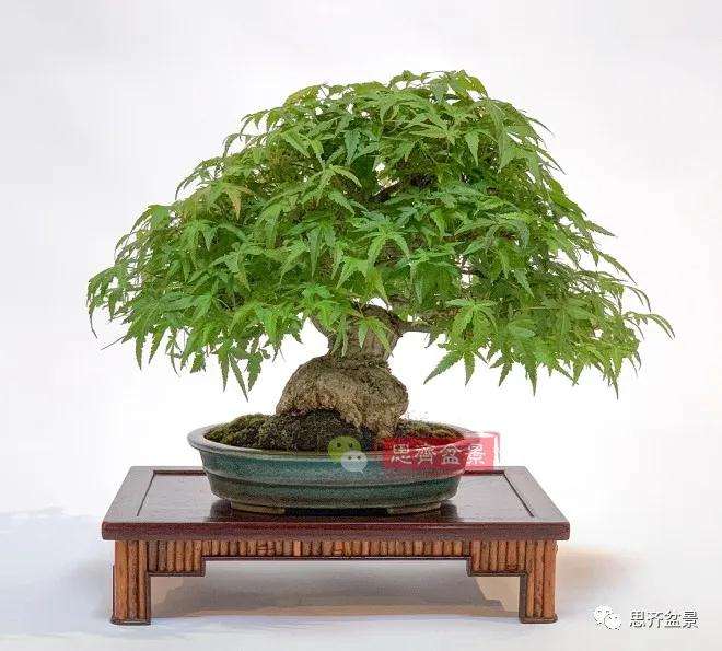 图解 日本红枫盆景养了120年