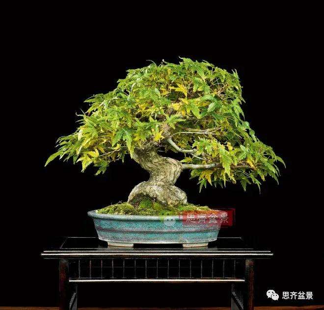 图解 日本红枫盆景养了120年