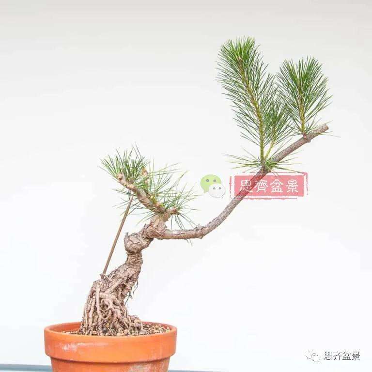 图解 提根黑松盆景7年的制作过程