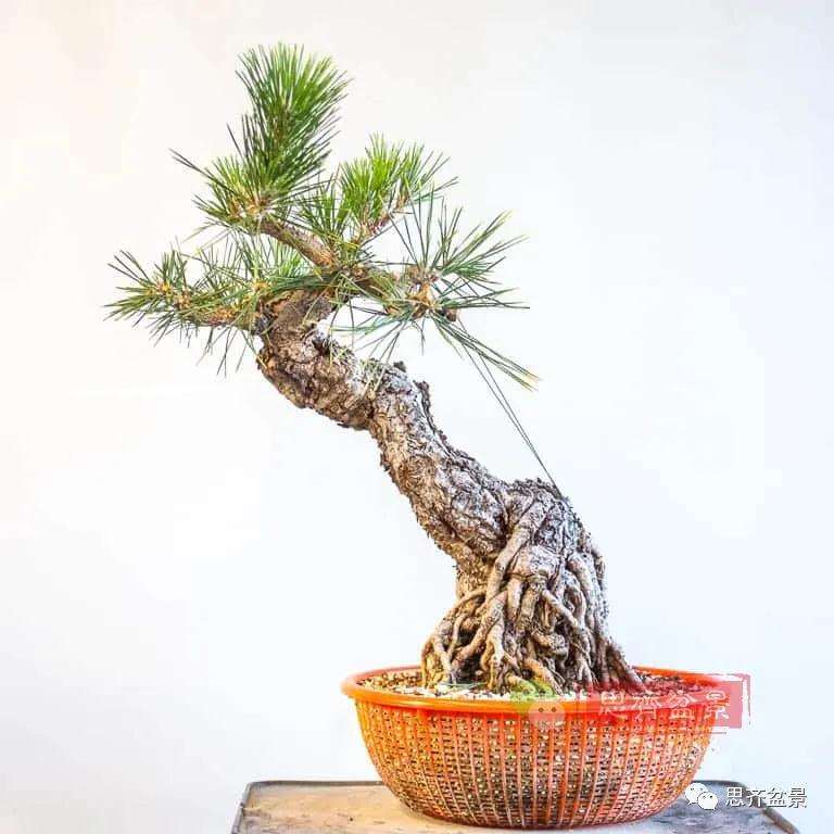 图解 提根黑松盆景7年的制作过程