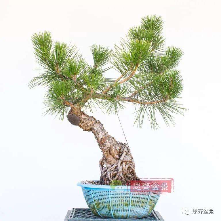 图解 提根黑松盆景7年的制作过程