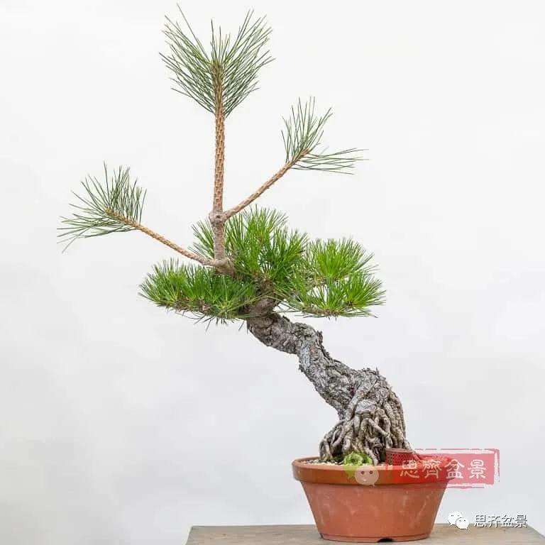 图解 提根黑松盆景7年的制作过程