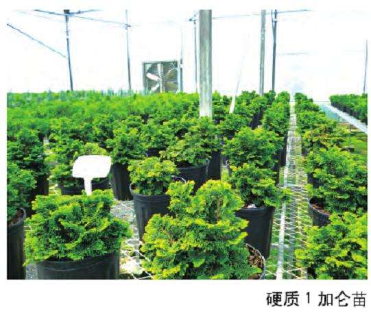 日本扁柏盆景扦插苗规格有哪4种