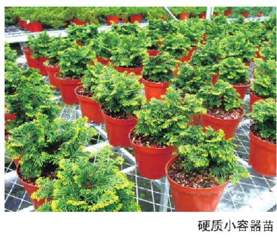 日本扁柏盆景扦插苗规格有哪4种