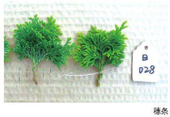 扁柏盆景怎么扦插繁殖