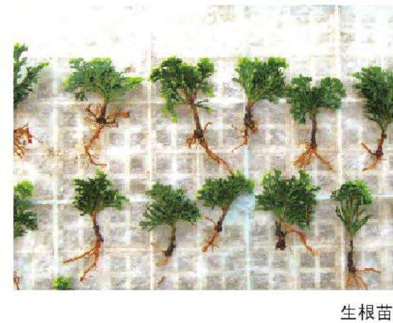 扁柏盆景怎么扦插繁殖