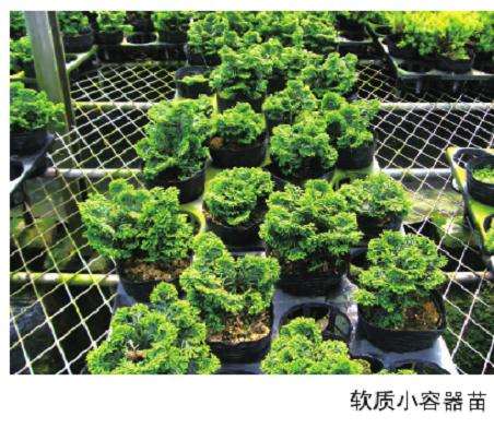 扁柏盆景怎么苗制作的3个方法