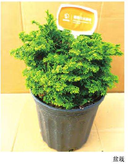 扁柏盆景怎么苗制作的3个方法