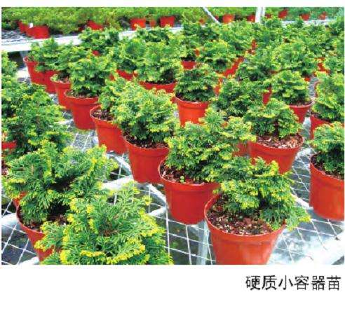 扁柏盆景怎么苗制作的3个方法