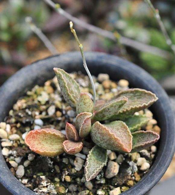 为什么水泡多肉 夏天真的很耐热