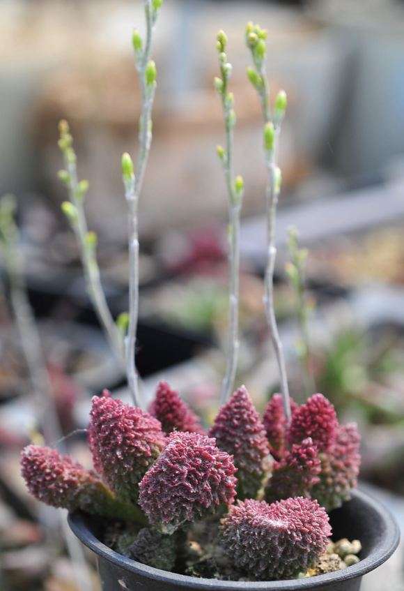 为什么水泡多肉 夏天真的很耐热