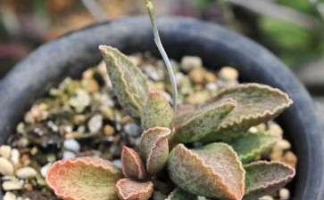 为什么水泡多肉 夏天真的很耐热