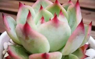 夏天怎么养护多肉的3个措施