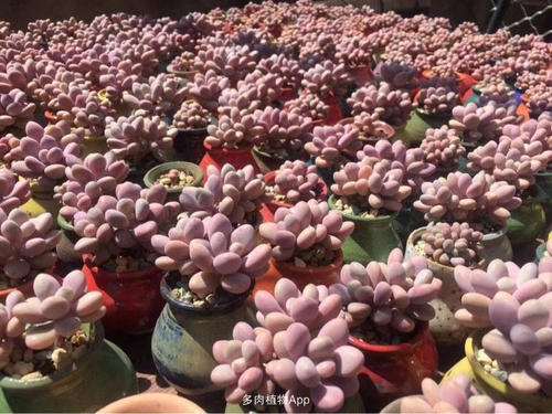 昆明的多肉大棚哪里多 地址怎么走