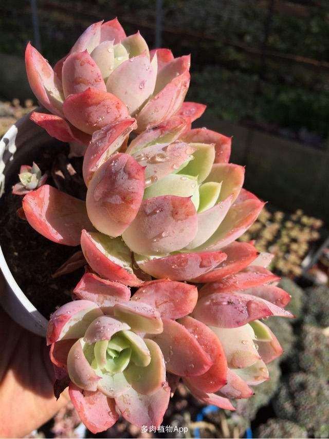 昆明的多肉大棚哪里多 地址怎么走