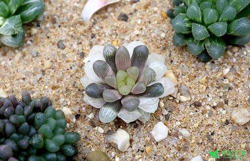 夏天多肉放室内 还是窗台 好