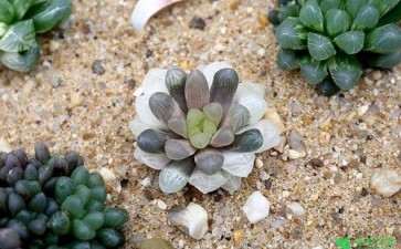 夏天多肉放室内 还是窗台 好