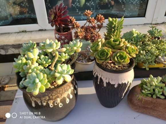 夏天死了两个 怎么办