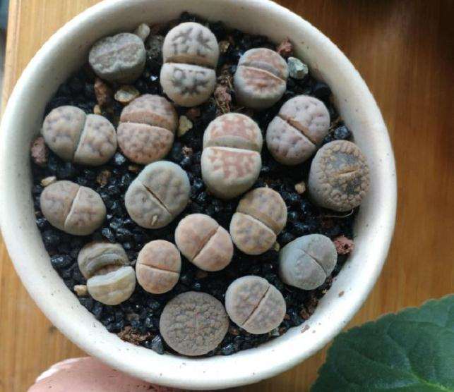 夏天死了两个 怎么办