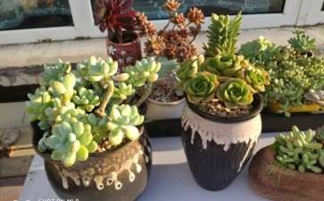 120盆多肉 夏天死了两个 怎么办