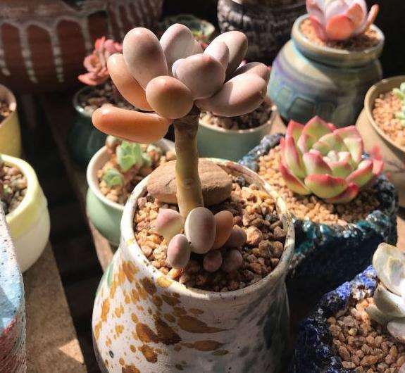 一个夏天 多肉就死两盆 厉害了