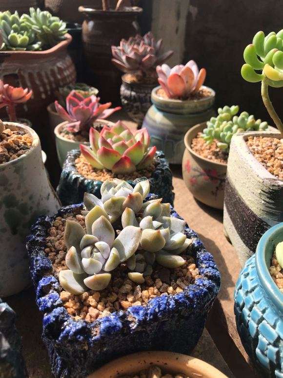 一个夏天 多肉就死两盆 厉害了