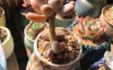 一个夏天 多肉就死两盆 厉害了