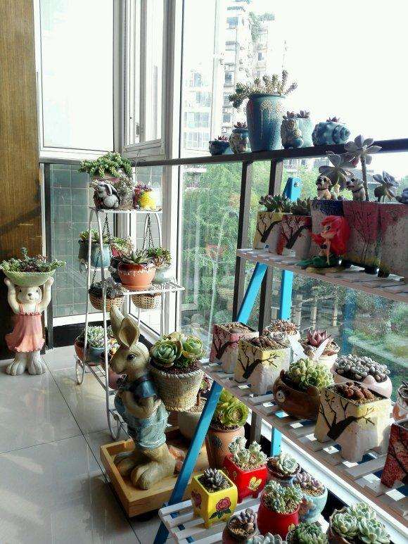 夏天多肉需要遮阳吗