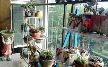 夏天多肉需要遮阳吗 能不能就这样度夏