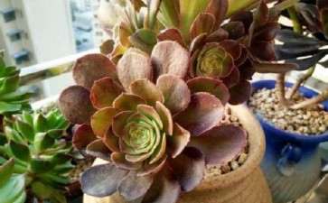 我夏天多肉不遮阳 室内养 可以吗