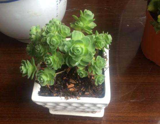 这些多肉在夏天好度夏吗