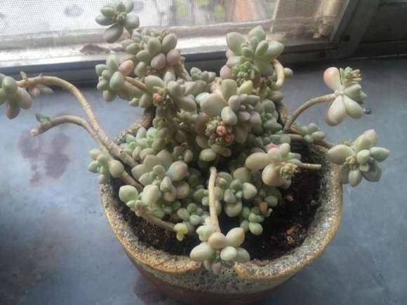 这些多肉在夏天好度夏吗