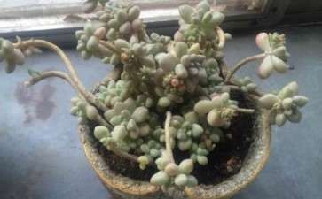 这些多肉在夏天好度夏吗 图片