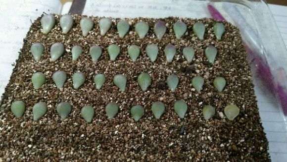 夏天桃蛋多肉怎么叶插的记录贴