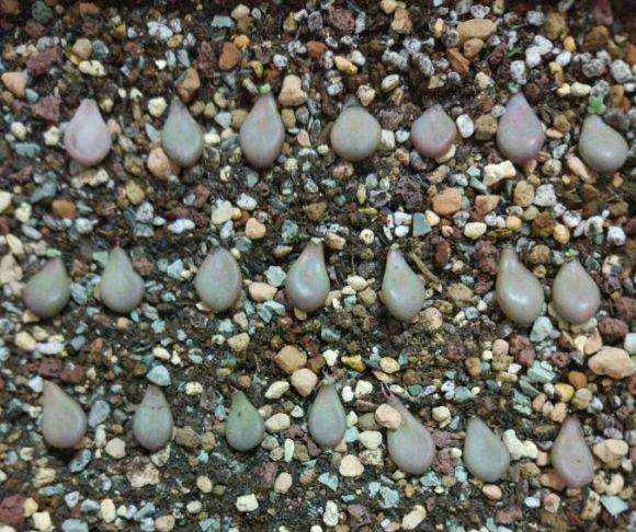 夏天桃蛋多肉怎么叶插的记录贴