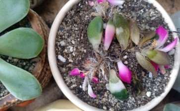 为什么夏天多肉有点难熬 死了五棵