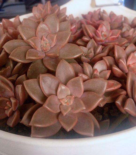 有没有夏天也忍不住折腾换盆的多肉