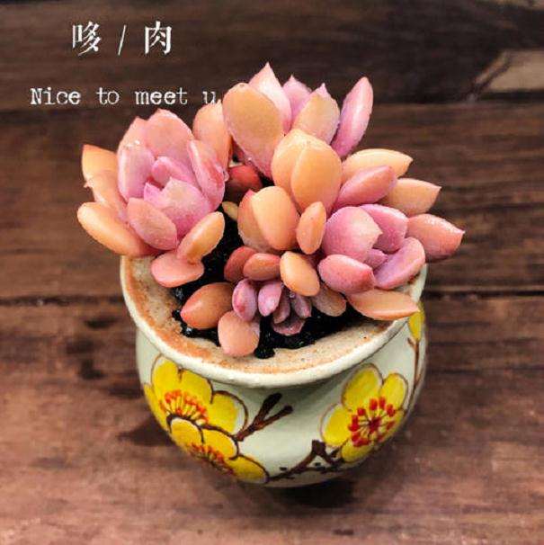 有没有夏天也忍不住折腾换盆的多肉