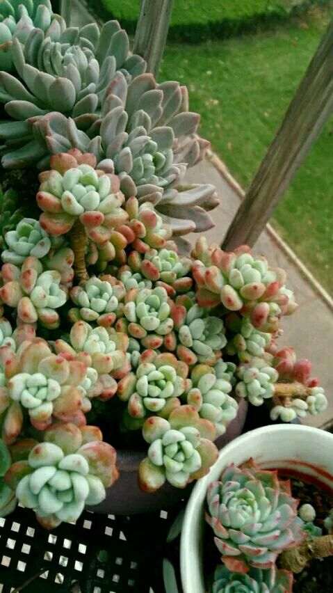 夏天多肉养殖的记录贴