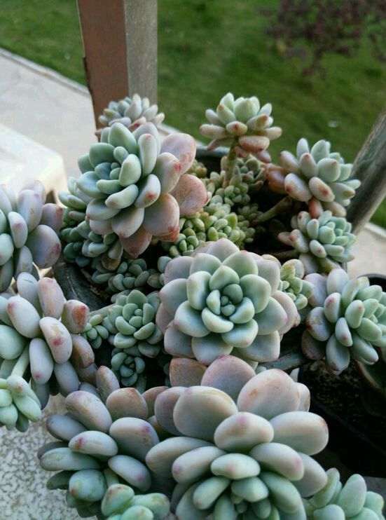 夏天多肉养殖的记录贴