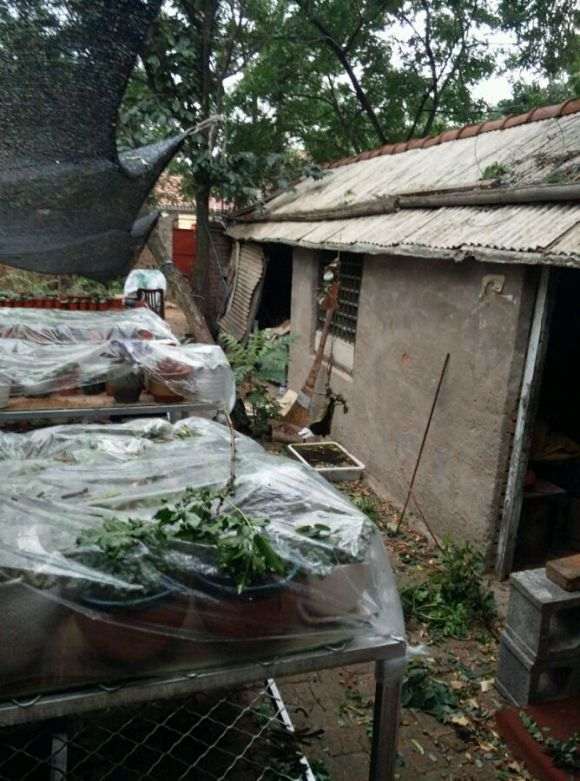 夏天多肉养殖的记录贴