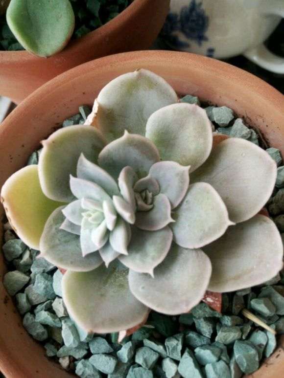 夏天多肉养殖的记录贴